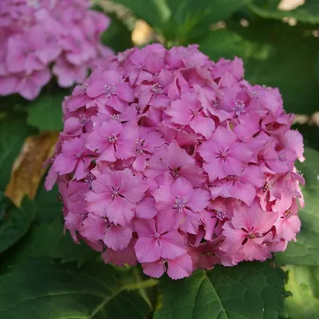 Δωμάτια σε οικογενειακή κατοικία Satori