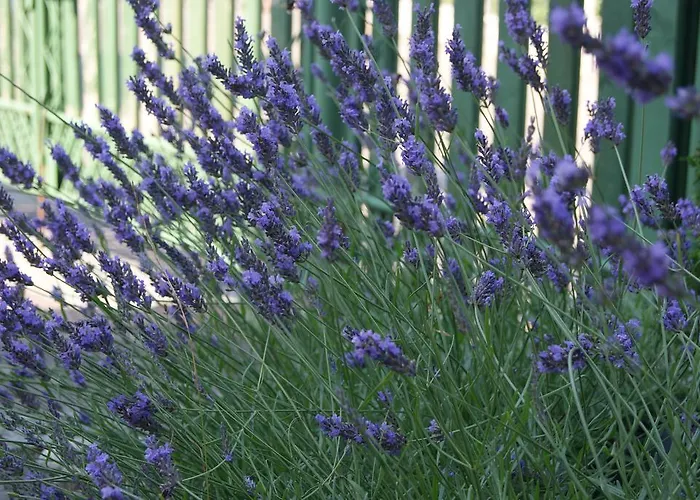 منزل للإقامة Satori