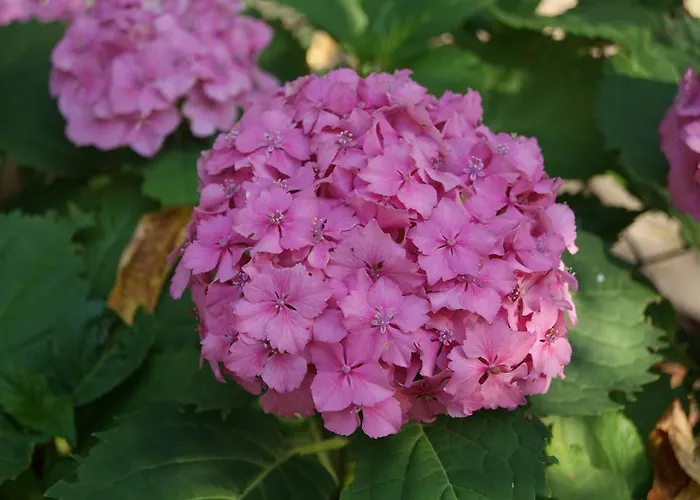 منزل للإقامة Satori